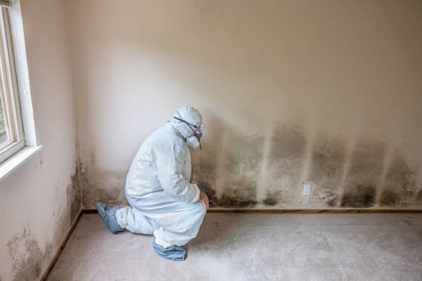 DIY Mold Remediation